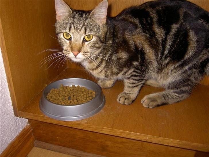 Blanding af racer Bettemis billede 5