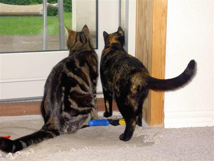 Blanding af racer Bettemis - Bettemis og tulle beundre haven :) billede 6