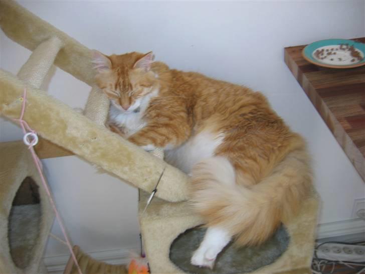 Blanding af racer Enya billede 2