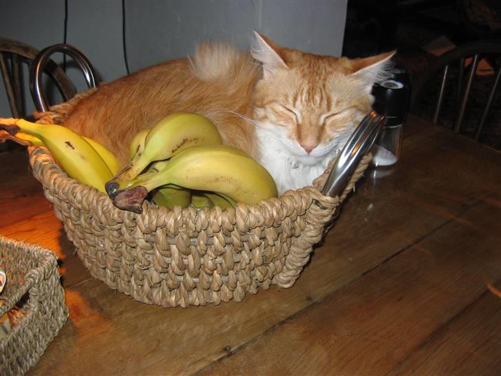 Blanding af racer Enya billede 3