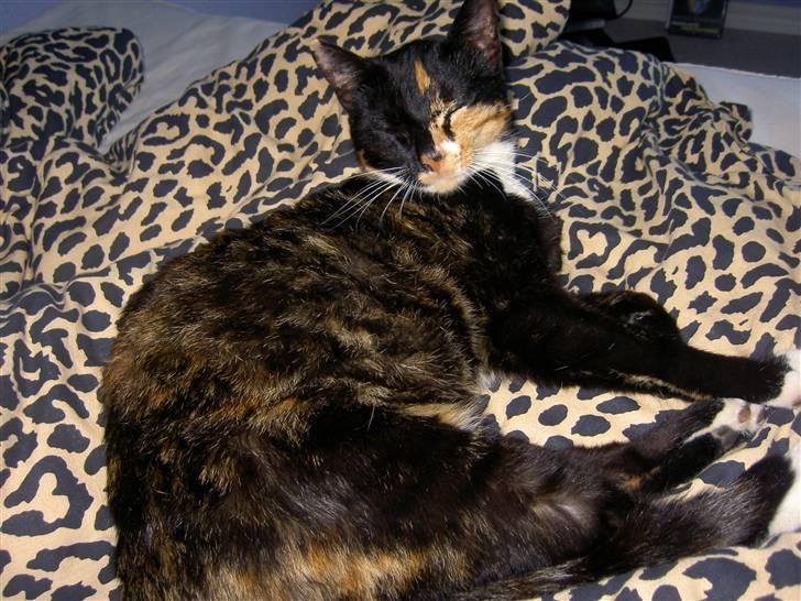 Blanding af racer Tulle - Dejligt at være kat :) billede 1