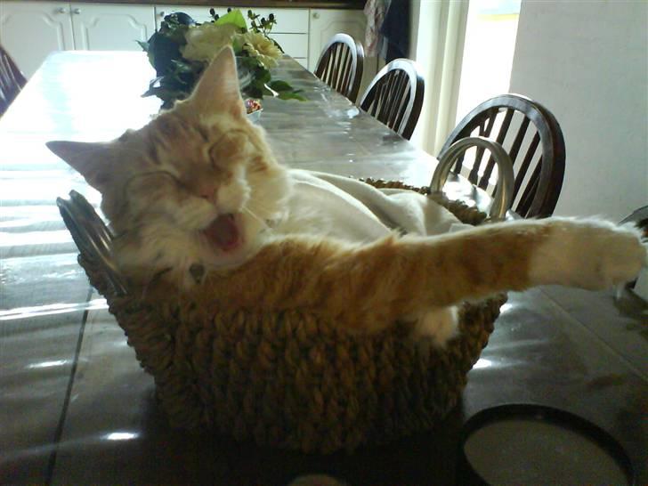 Blanding af racer Enya billede 4