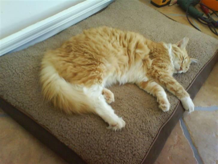 Blanding af racer Enya - Skønt at sove på hundenes pude! billede 5