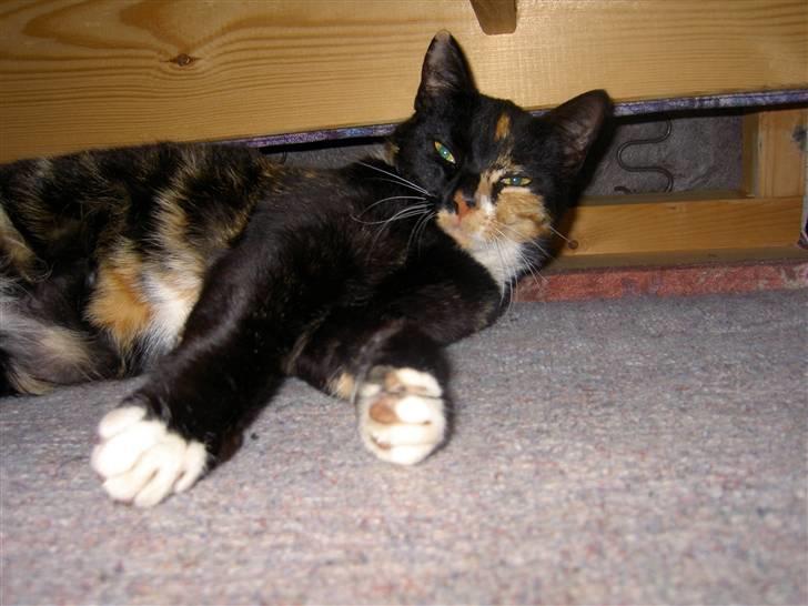 Blanding af racer Tulle billede 2