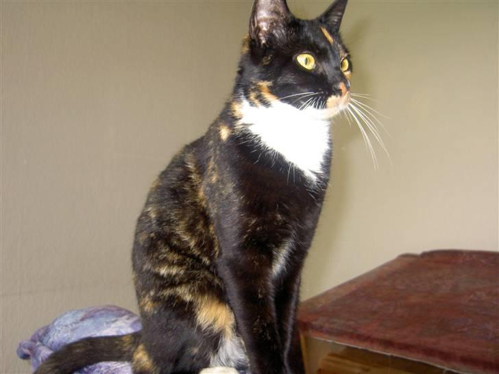 Blanding af racer Tulle billede 3