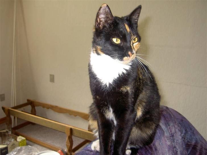 Blanding af racer Tulle billede 4