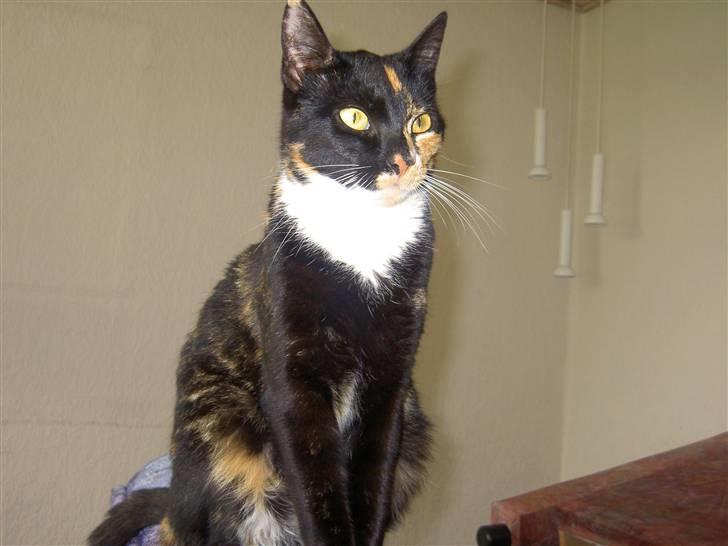 Blanding af racer Tulle billede 5