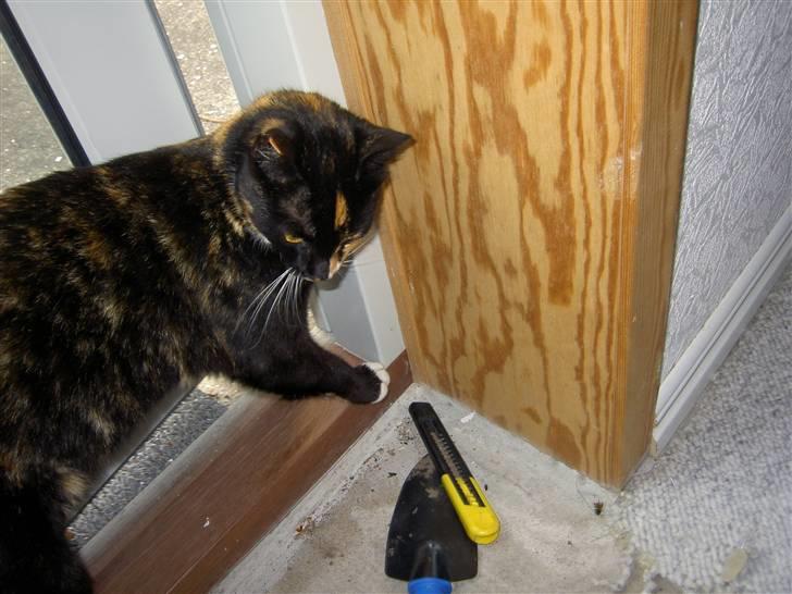 Blanding af racer Tulle billede 6