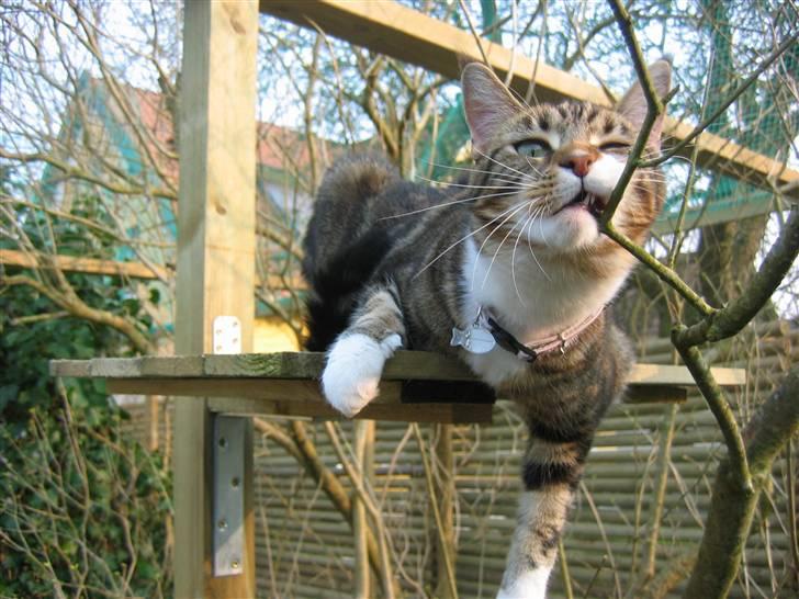 Blanding af racer Olivia billede 1