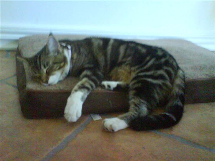 Blanding af racer Olivia billede 2