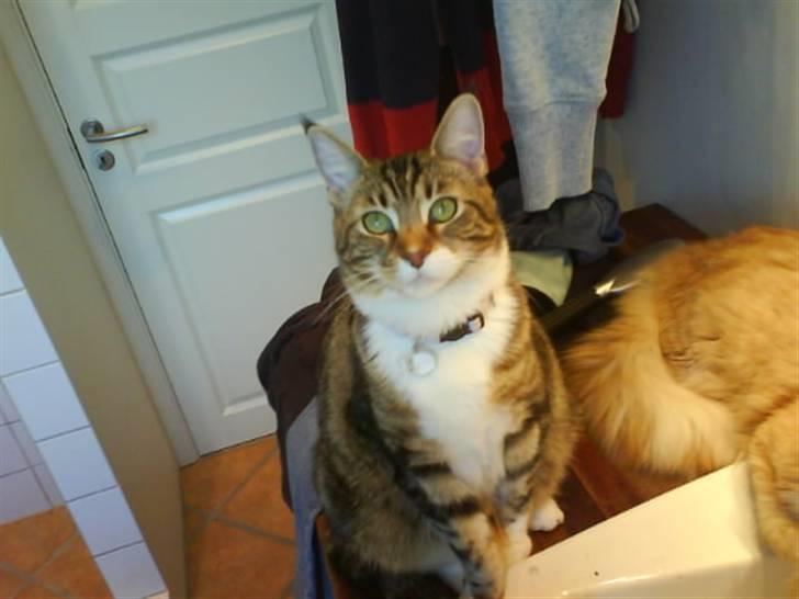 Blanding af racer Olivia billede 3