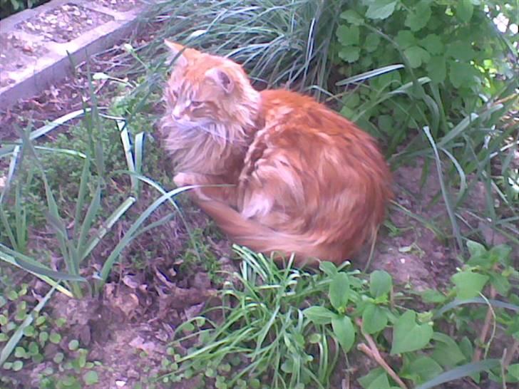 Maine Coon Laban  - På sin ynglings plads :´) billede 9