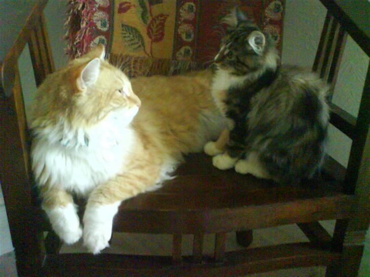 Blanding af racer Enya - Mine ejere har lige hentet min lille søster Melanie billede 6