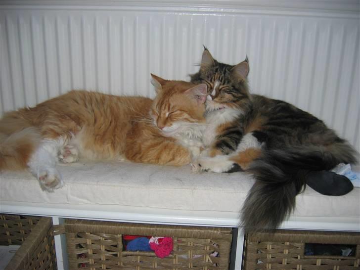 Blanding af racer Enya - Det er nu hyggeligt at putte med sin søster billede 7