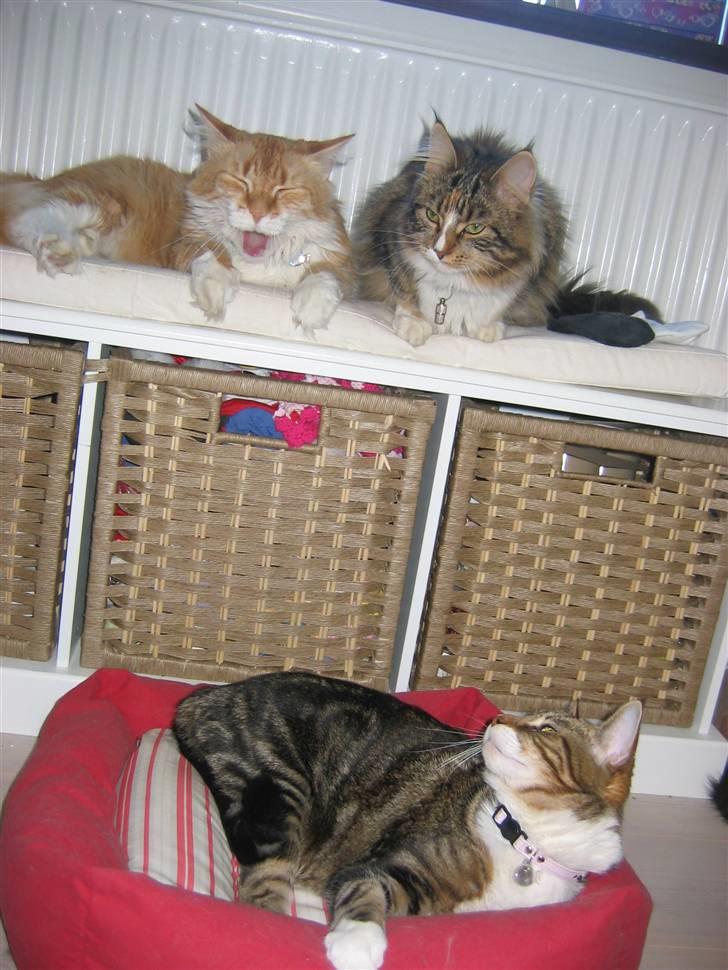 Blanding af racer Enya - Alle os "Søskende"  billede 8