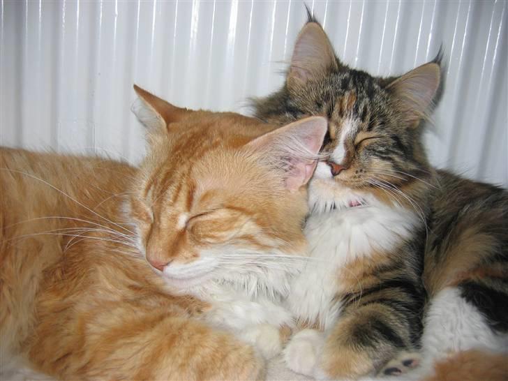 Maine Coon Melanie - Ork,  som jeg dog bare eeelsker at putte ved storebror! billede 4