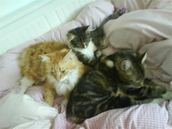 Maine Coon Melanie - Alle os "Søskende"  billede 5