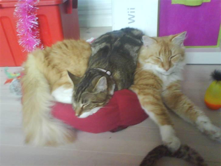 Blanding af racer Olivia - Storebror er så deejlig blød at ligge på! ^_^ billede 4