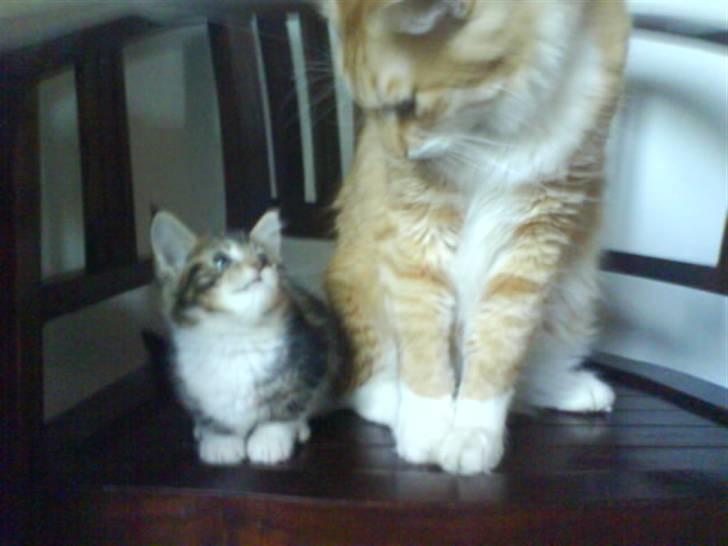 Blanding af racer Olivia - Se så lille jeg var! ^_^ billede 6