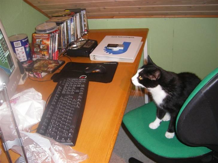 Huskat Speedy billede 16