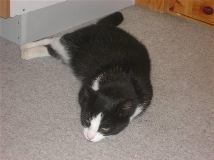 Huskat Speedy - Sleepy <3 billede 17