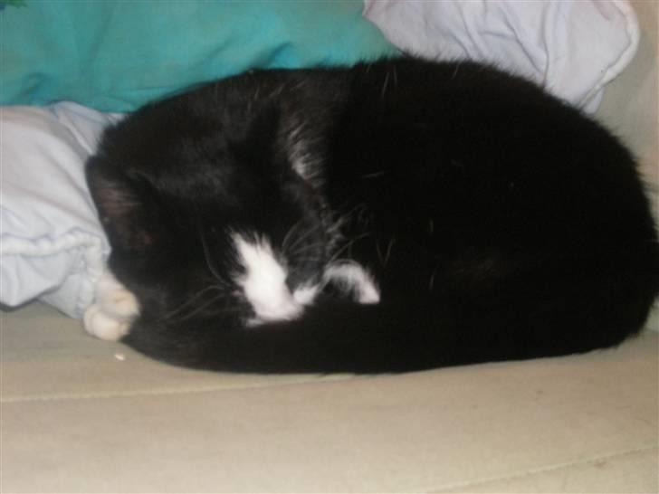 Huskat Speedy billede 18