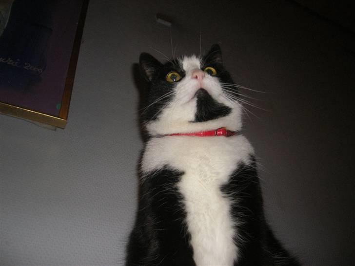 Huskat Speedy billede 20