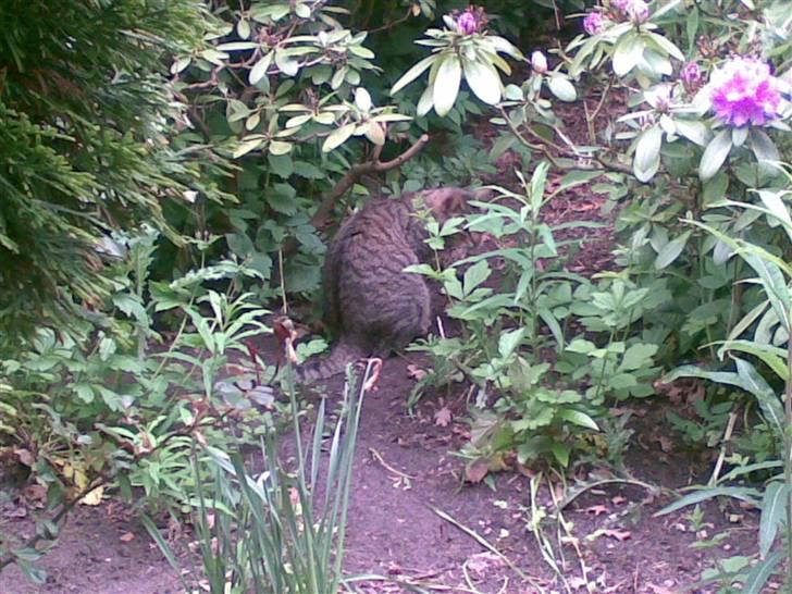 Huskat Chilla RIP - Ude i den vilde jungle, som vi kalder vores have... billede 10