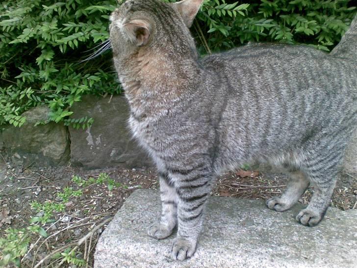 Huskat Chilla RIP - Hvem har været her?  billede 11