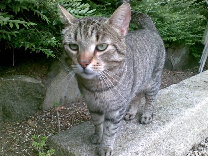 Huskat Chilla RIP - Stop så med det kamera! billede 12