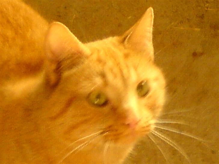 Blanding af racer Garfield <3 billede 10