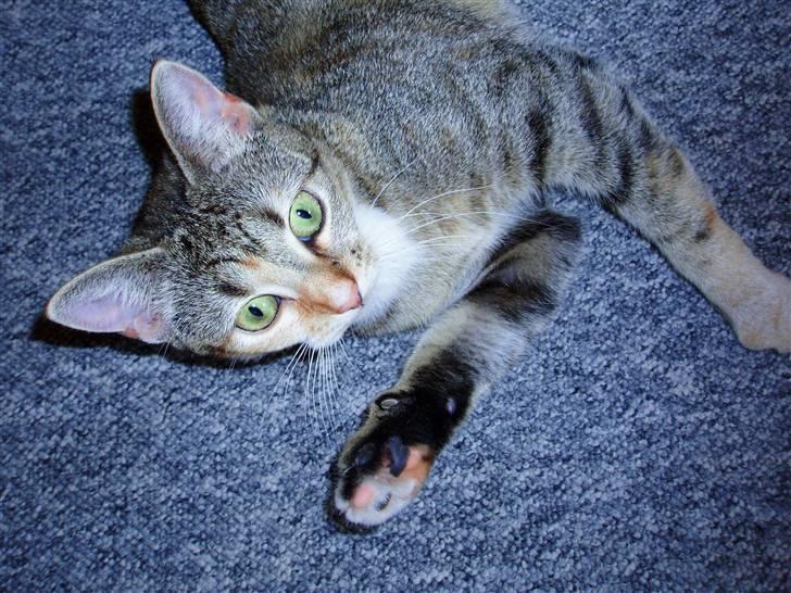 Huskat Adina - 24. maj 2009 - Dina 10 måneder :) billede 15