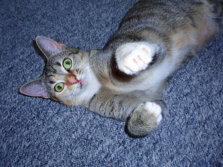 Huskat Adina - 24. maj 2009 - Dina 10 måneder :) billede 16