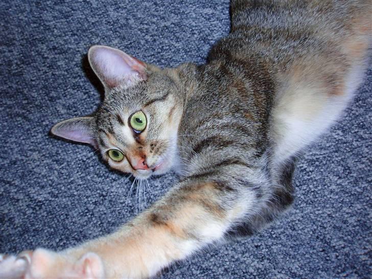 Huskat Adina - 24. maj 2009 - Dina 10 måneder :) billede 17