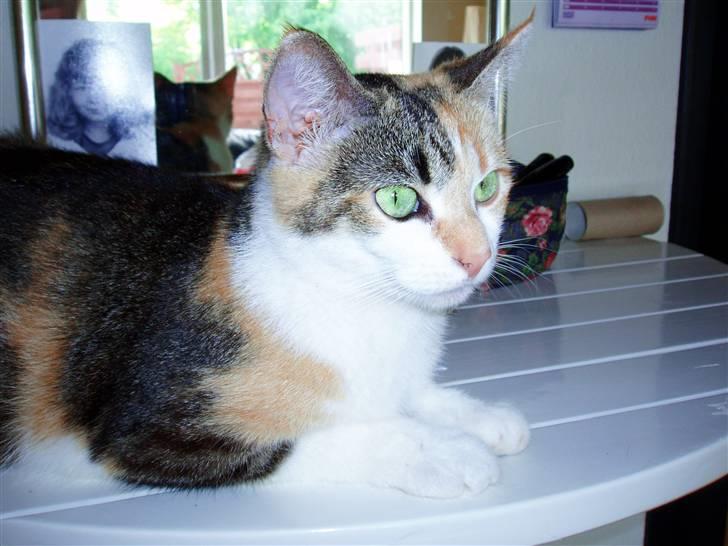 Huskat Amili (Mille) - 24. maj 2009 - Mille knap 2 år :) billede 20