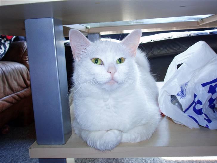 Huskat Kia - 24. maj 2009 billede 9