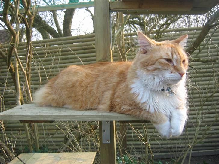 Blanding af racer Enya billede 10