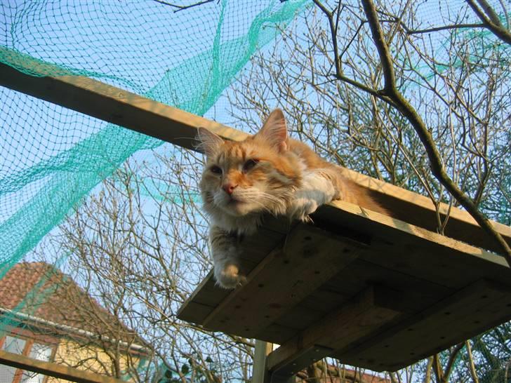 Blanding af racer Enya billede 11