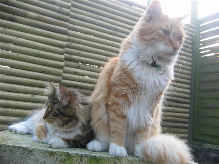 Blanding af racer Enya billede 12