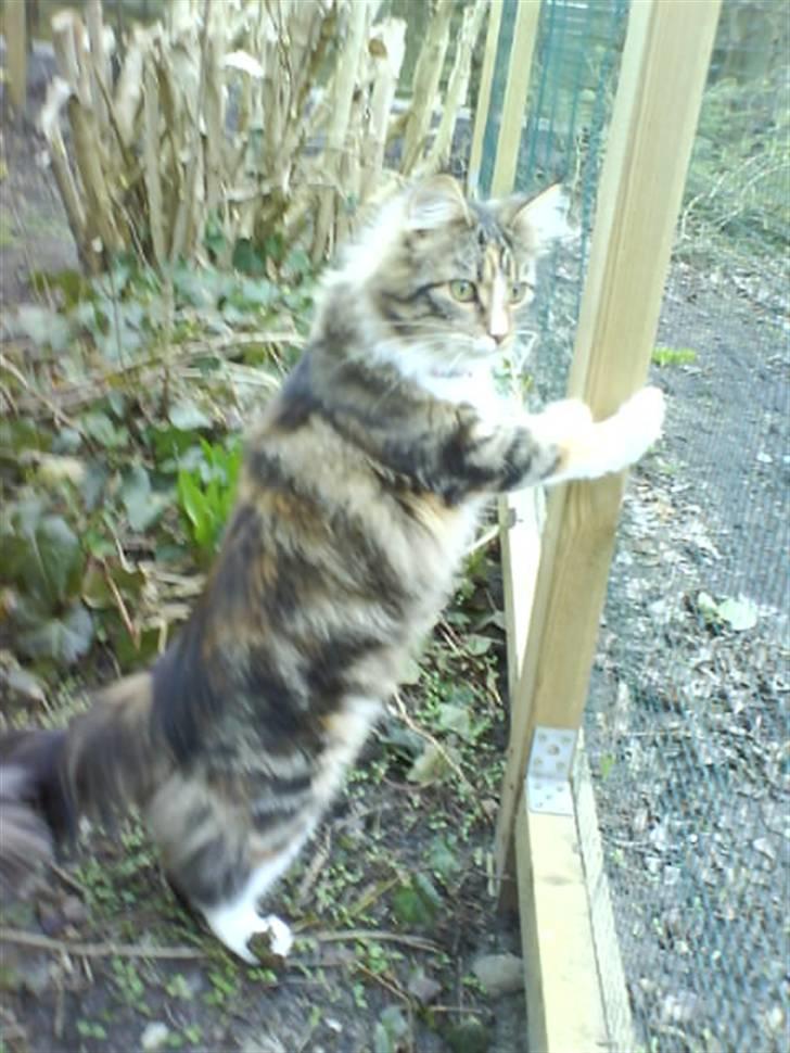 Maine Coon Melanie billede 6