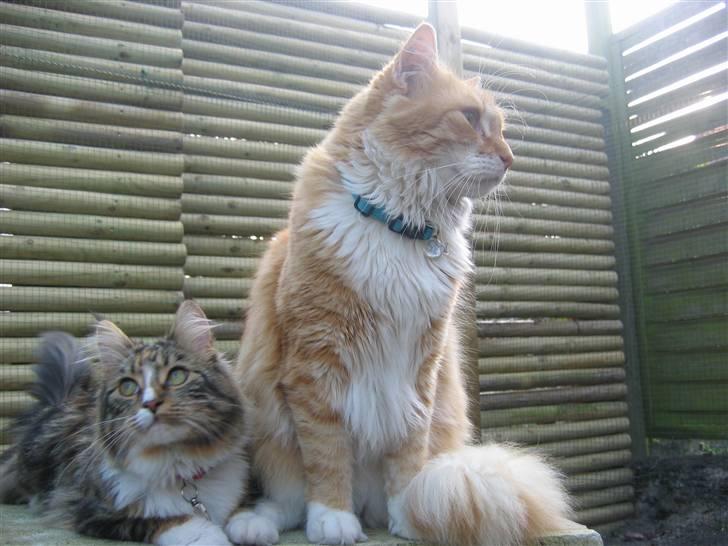 Maine Coon Melanie billede 7