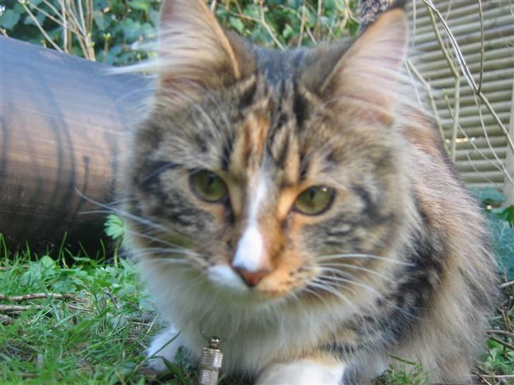 Maine Coon Melanie billede 8