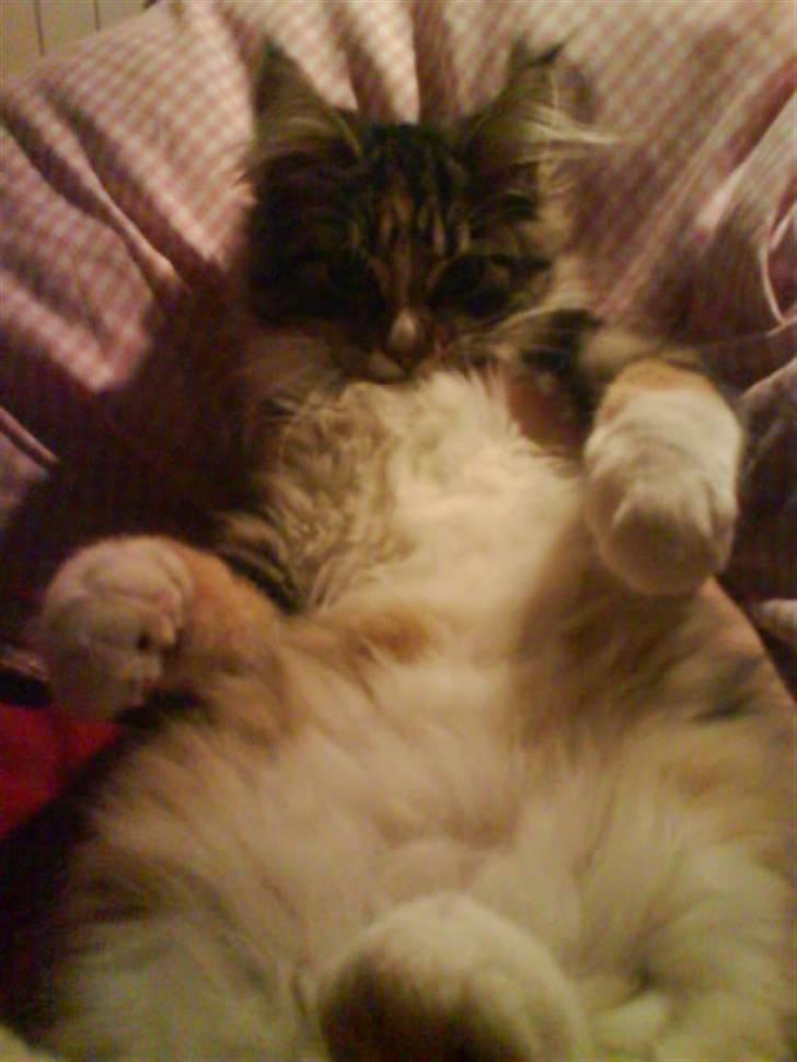 Maine Coon Melanie billede 9