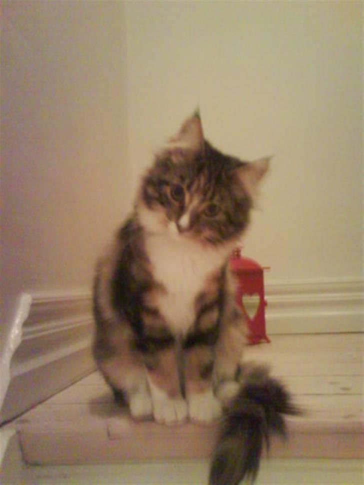 Maine Coon Melanie billede 10