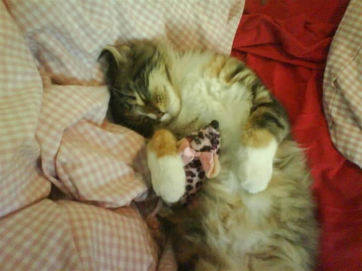 Maine Coon Melanie billede 11