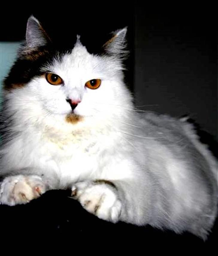 Blanding af racer Boffie - Dangerous killer mis :D<3 billede 4