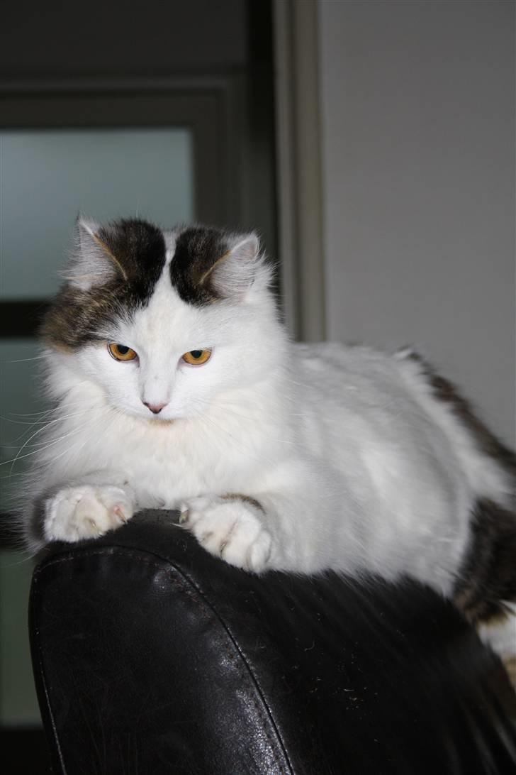 Blanding af racer Boffie billede 5