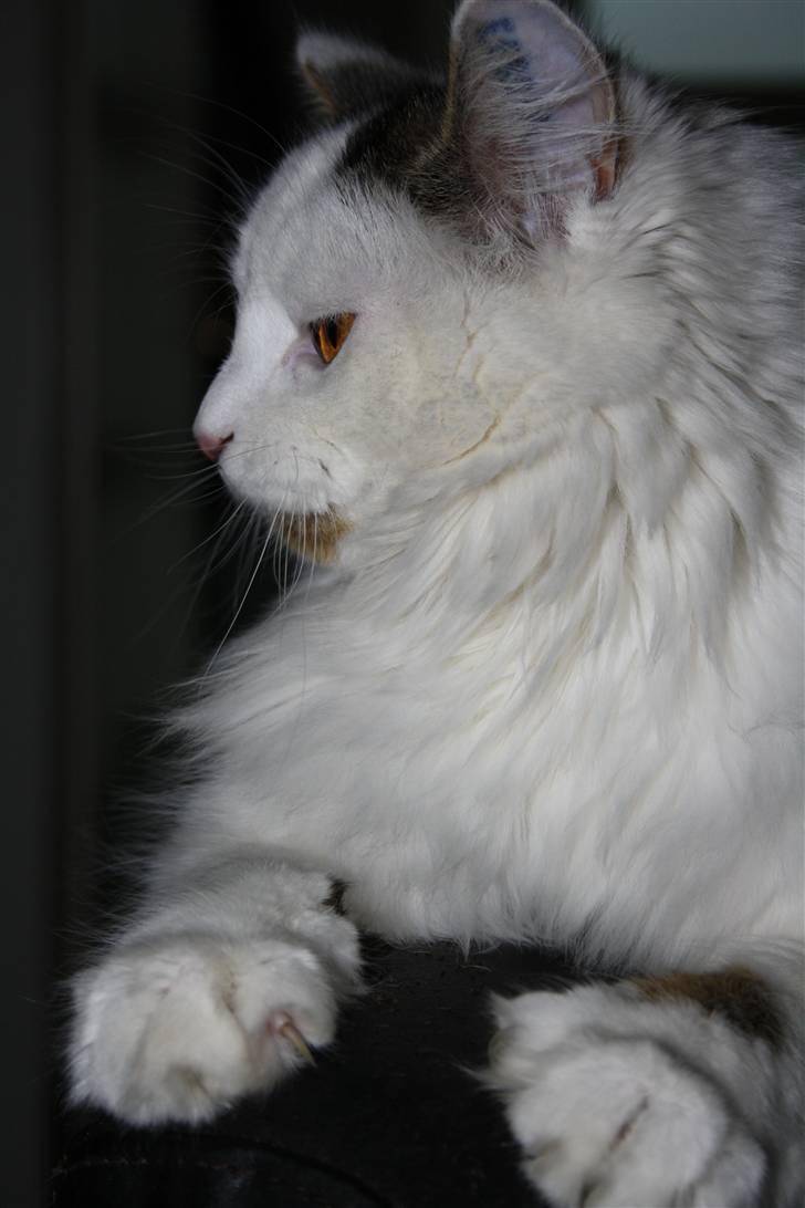 Blanding af racer Boffie billede 6