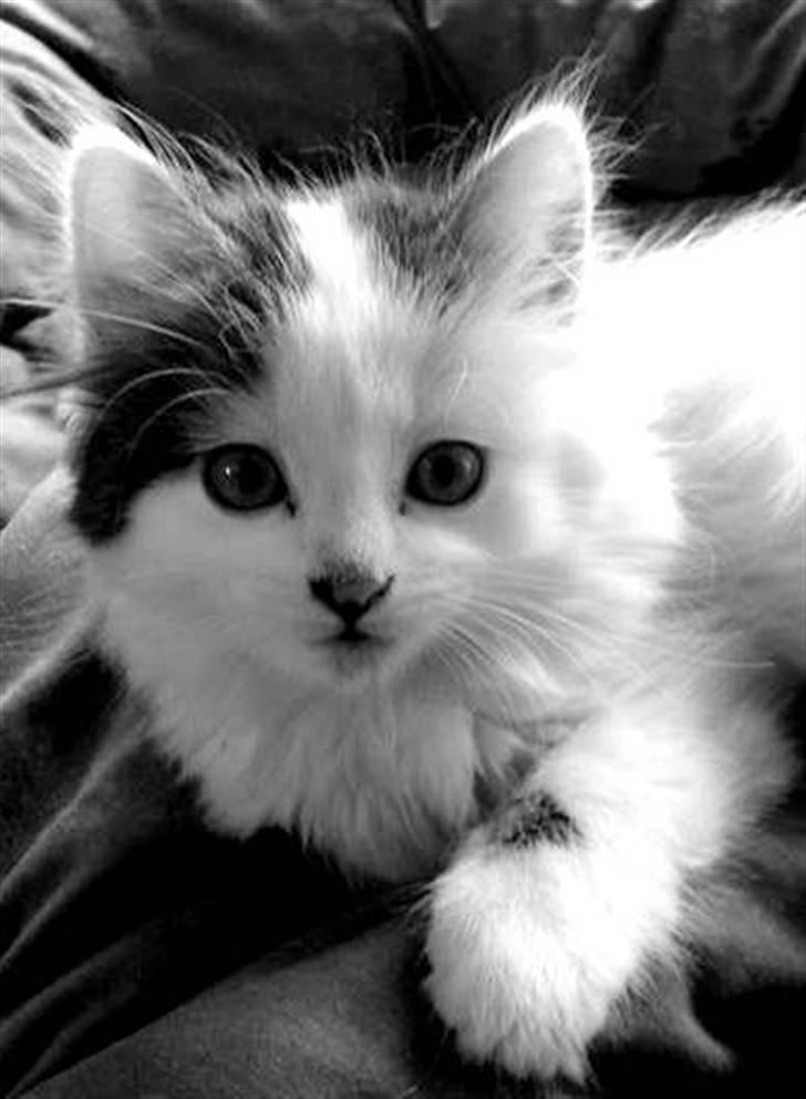 Blanding af racer Boffie billede 7