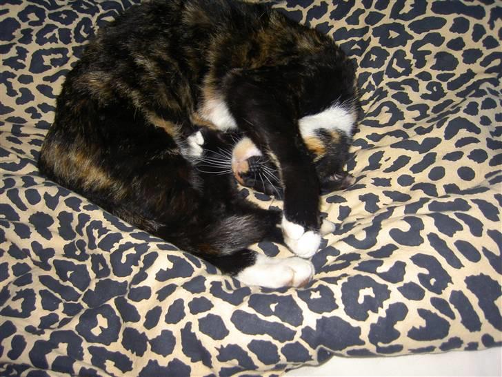 Blanding af racer Tulle billede 8